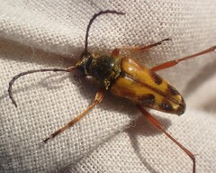 Typocerus octonotatus