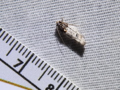 Antaeotricha irene
