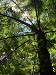 Cyatheaceae