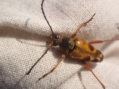 Typocerus octonotatus