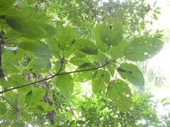 Sterculia villifera