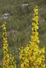 Verbascum armenum