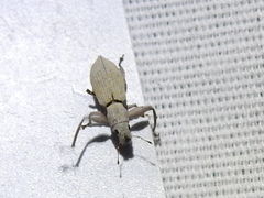 Pandeleteius nodifer