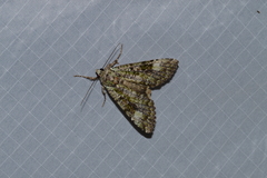 Anaplectoides prasina