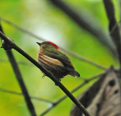 Machaeropterus striolatus