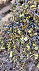 Pimelea oreophila lepta