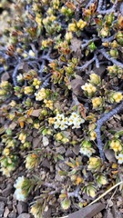 Pimelea oreophila lepta