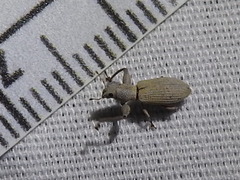 Pandeleteius nodifer