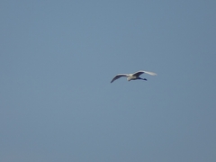 Ardea alba