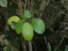 Tetracera