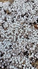 Leucogenes grandiceps