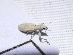 Pandeleteius nodifer