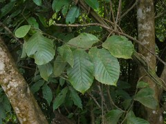 Tetracera