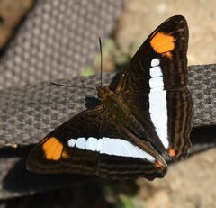 Adelpha thessalia