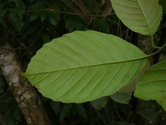 Tetracera