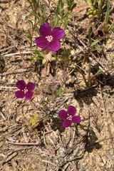 Clarkia purpurea