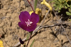 Clarkia purpurea
