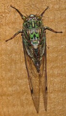 Amphipsalta zelandica