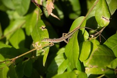 Anolis roquet