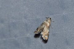 Eoparargyractis plevie