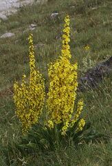 Verbascum armenum