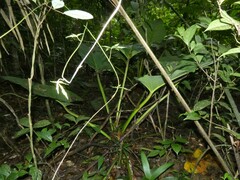 Philodendron melinonii