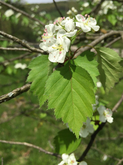 Crataegus mollis