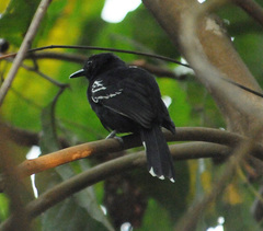 Cercomacra nigricans