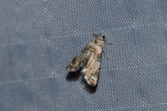 Eoparargyractis plevie