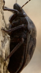 Tetyra bipunctata