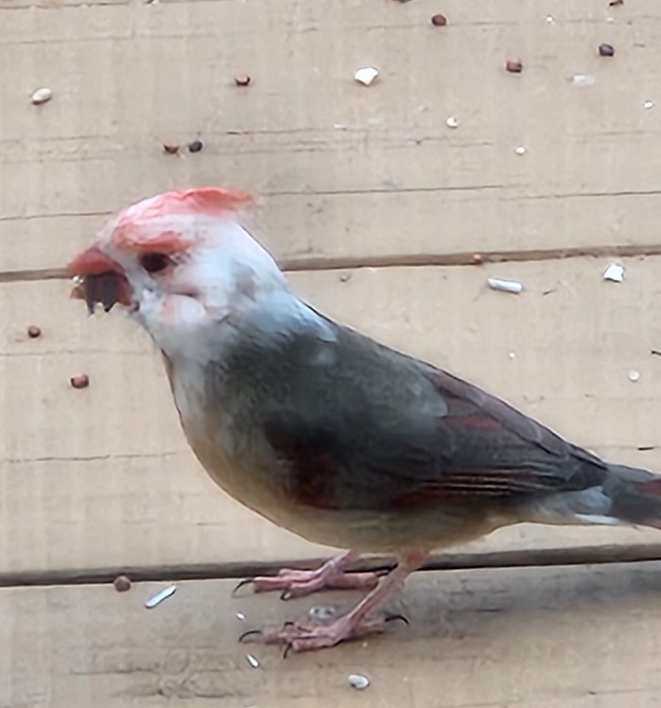 Northern Cardinal from Middletown, MD 21769, USA on February 05, 2023