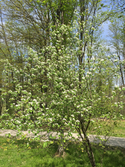 Crataegus mollis