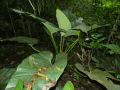 Philodendron melinonii
