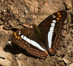 Adelpha alala