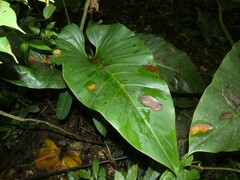 Philodendron melinonii