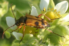 Typocerus octonotatus