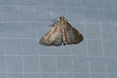Hypsopygia thymetusalis