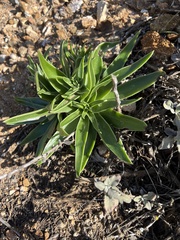 Dudleya lanceolata