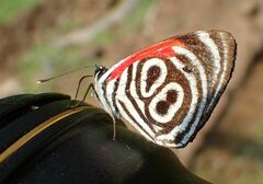 Diaethria clymena bourcieri