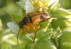 Typocerus octonotatus