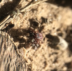 Rhipicephalus sanguineus