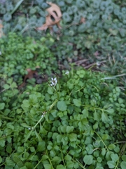 Cardamine hirsuta