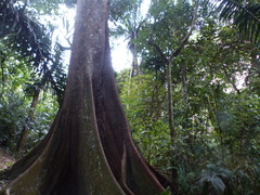 Ficus americana
