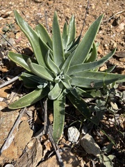 Dudleya lanceolata