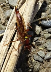 Ectopimorpha wilsoni