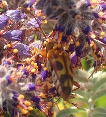 Typocerus octonotatus