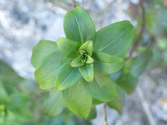 Plantaginaceae