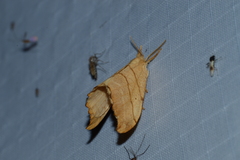 Drepana bilineata