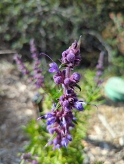 Trichostema lanatum