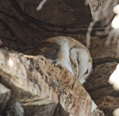 Tyto alba